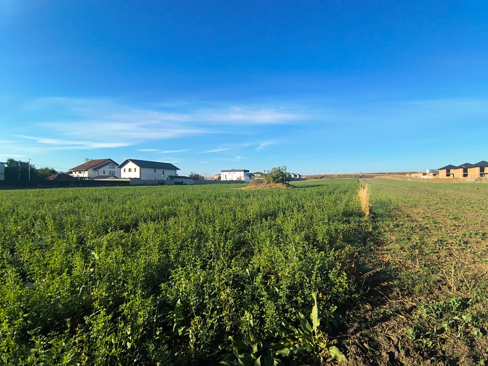 Teren intravilan 9.061 mp – Str. Humorului, Suceava - foto 5